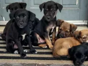 Cachorro raça Vira-lata idade 2 a 6 meses nome Jabuti, Mel, Lobinha