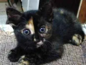 Gato raça SRD idade Abaixo de 2 meses nome MIU MIU