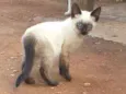 Gatinhos 