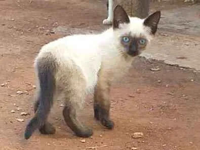 Gato ra a  idade 2 a 6 meses nome Gatinhos 