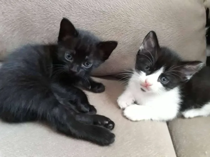 Gato ra a Vira lata idade Abaixo de 2 meses nome Gatinhos