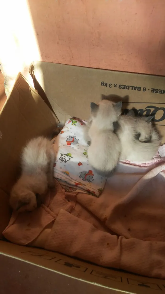 Gato ra a Siames idade Abaixo de 2 meses nome Sem nomes