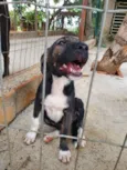 Apolo