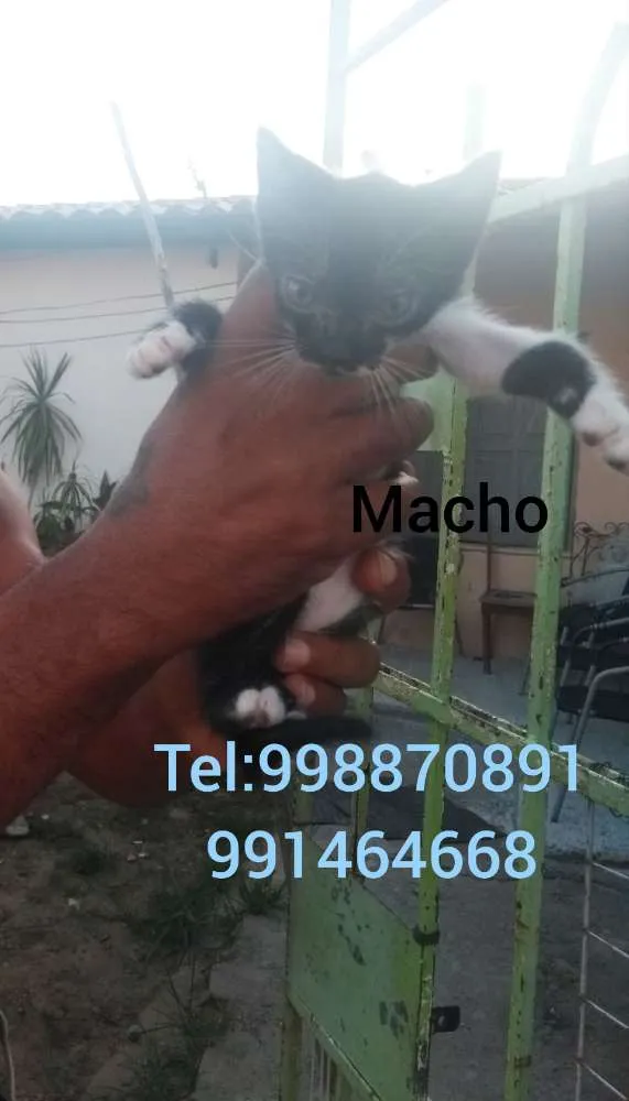 Gato ra a Srd idade Abaixo de 2 meses nome Filhotes