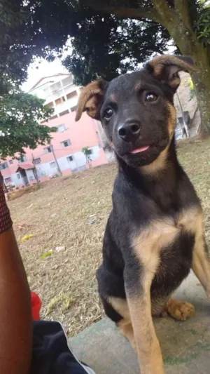 Cachorro raça srd idade 2 a 6 meses nome luck