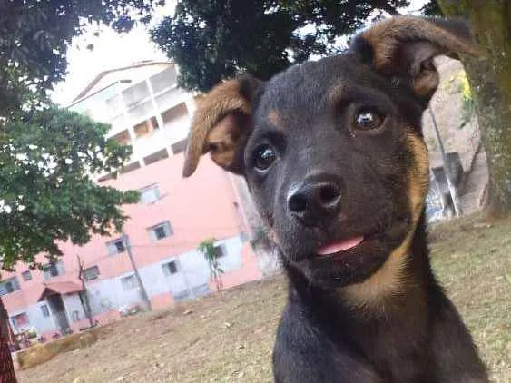Cachorro raça srd idade 2 a 6 meses nome luck