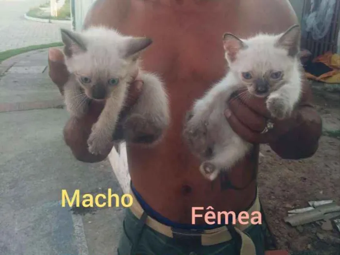 Gato ra a Cianes idade Abaixo de 2 meses nome Filhotes