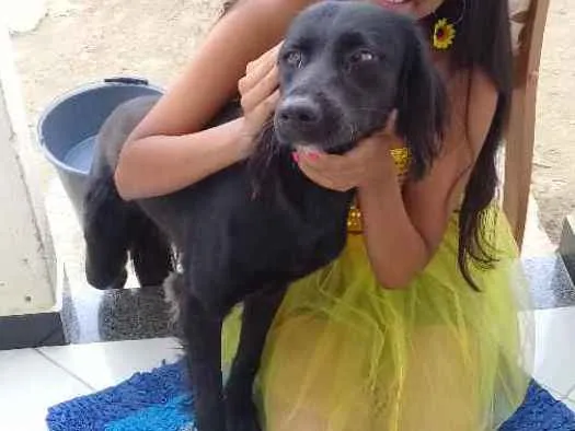 Cachorro ra a Vira lata com labrador idade 7 a 11 meses nome Gringo