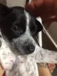 Suzi 