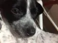 Suzi 