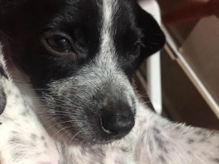 Cachorro ra a Indefinida idade 2 a 6 meses nome Suzi 