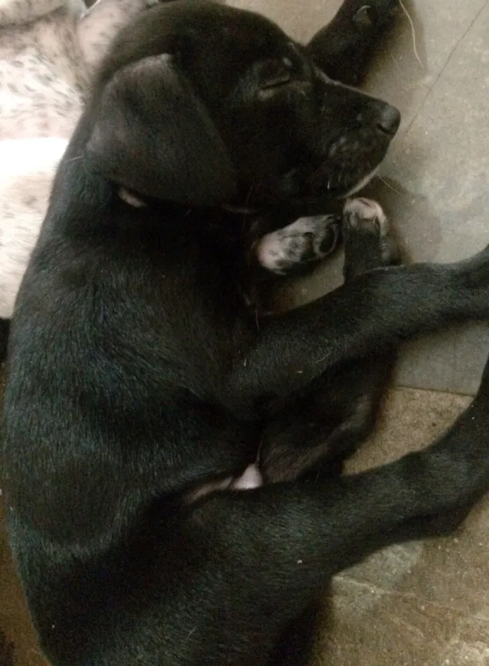 Cachorro ra a Indefinida  idade 2 a 6 meses nome Billy
