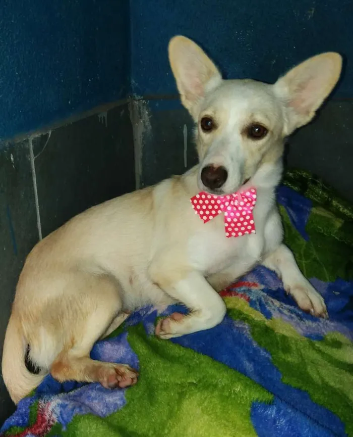 Cachorro ra a Srd idade 1 ano nome Pepe