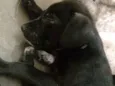 Billy