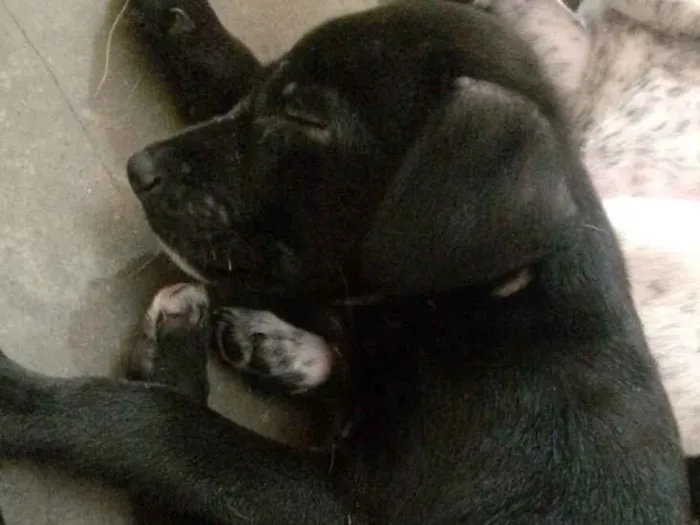 Cachorro ra a Indefinida  idade 2 a 6 meses nome Billy