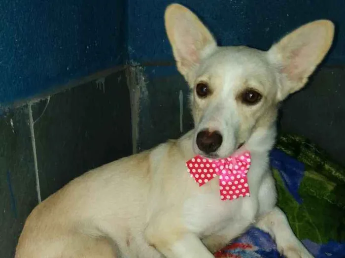 Cachorro ra a Srd idade 1 ano nome Pepe