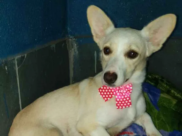 Cachorro ra a Srd idade 1 ano nome Pepe