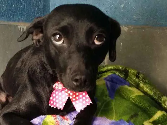 Cachorro ra a Srd idade 1 ano nome Nina