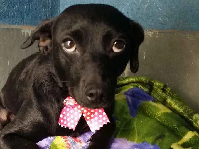 Cachorro ra a Srd idade 1 ano nome Nina