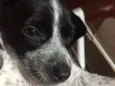 Suzi 
