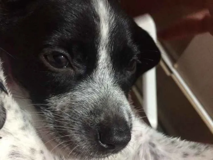 Cachorro ra a Indefinida idade 2 a 6 meses nome Suzi 