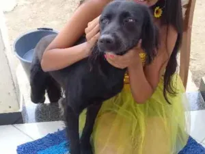 Cachorro raça Vira lata com labrador idade 7 a 11 meses nome Gringo
