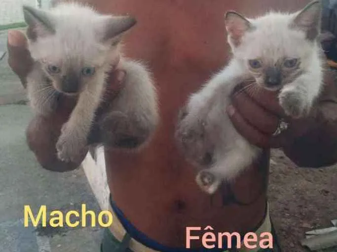 Gato ra a Cianes idade Abaixo de 2 meses nome Filhotes