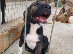 Cachorro raça Srd idade 2 a 6 meses nome Apolo