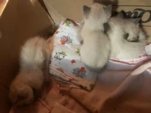 Gato raça Siames idade Abaixo de 2 meses nome Sem nomes