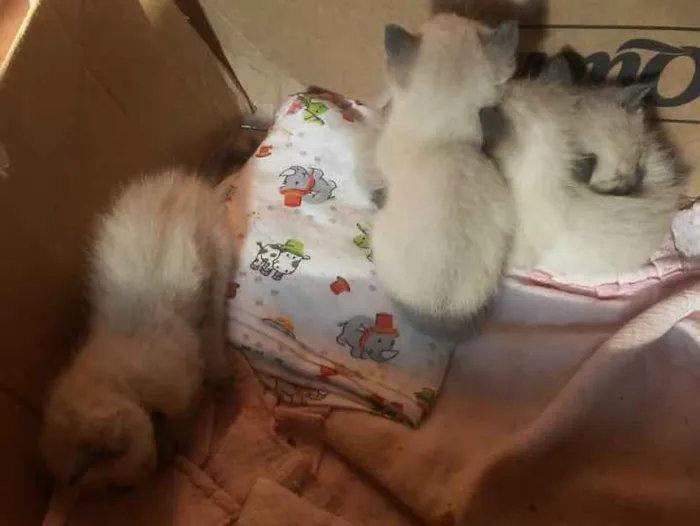 Gato ra a Siames idade Abaixo de 2 meses nome Sem nomes
