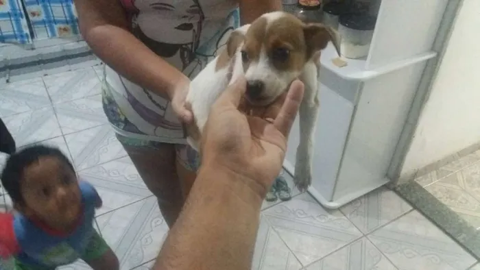 Cachorro ra a N idade 2 a 6 meses nome N