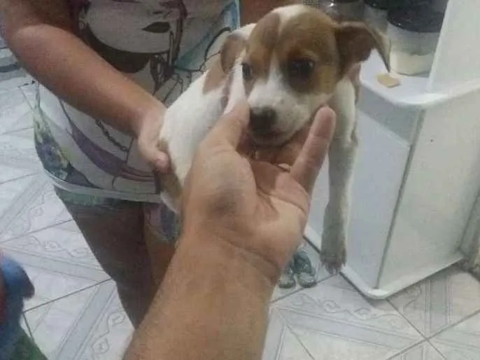 Cachorro ra a N idade 2 a 6 meses nome N