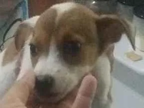 Cachorro ra a N idade 2 a 6 meses nome N