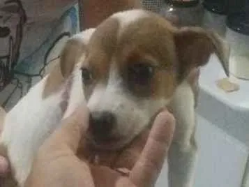 Cachorro ra a N idade 2 a 6 meses nome N