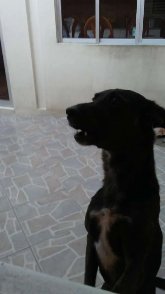 Cachorro ra a Vira lata idade 6 ou mais anos nome Lana