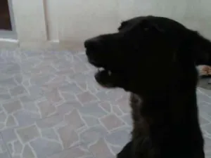 Cachorro raça Vira lata idade 6 ou mais anos nome Lana