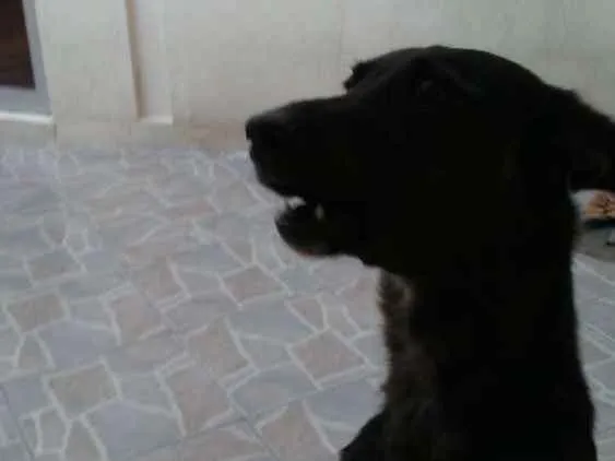 Cachorro ra a Vira lata idade 6 ou mais anos nome Lana