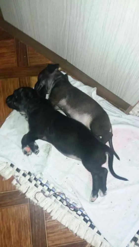 Cachorro raça Mistura  idade 2 a 6 meses nome Elga e  Aladim 