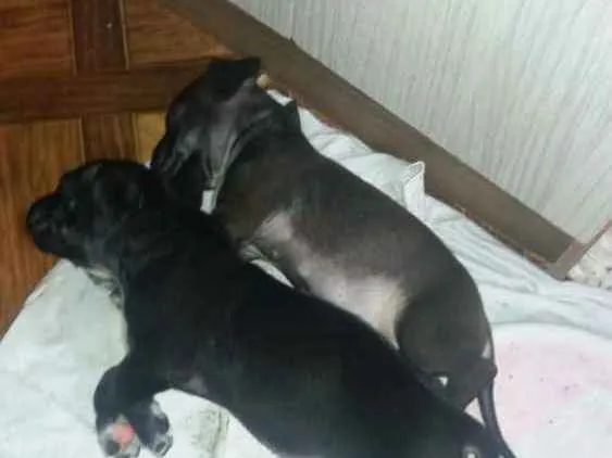 Cachorro raça Mistura  idade 2 a 6 meses nome Elga e  Aladim 