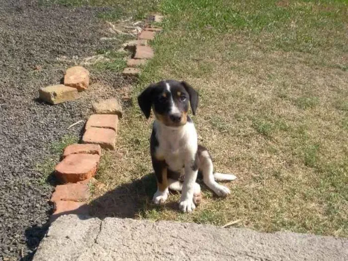 Cachorro ra a Mistura idade 2 a 6 meses nome Filhote