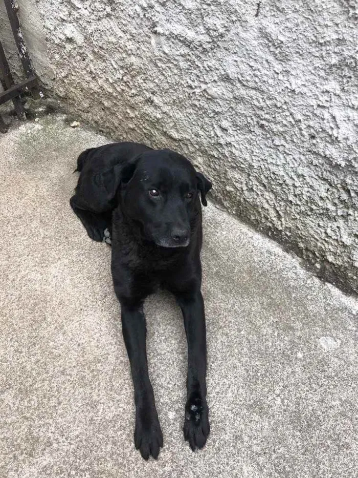 Cachorro raça Labrador idade 6 ou mais anos nome Negão