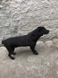 Negão