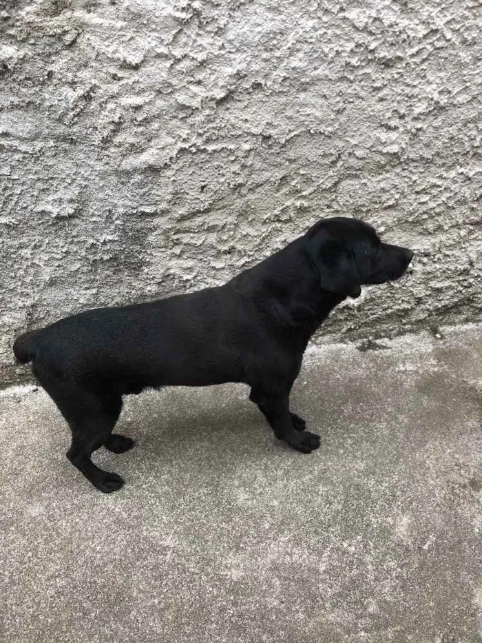 Cachorro raça Labrador idade 6 ou mais anos nome Negão