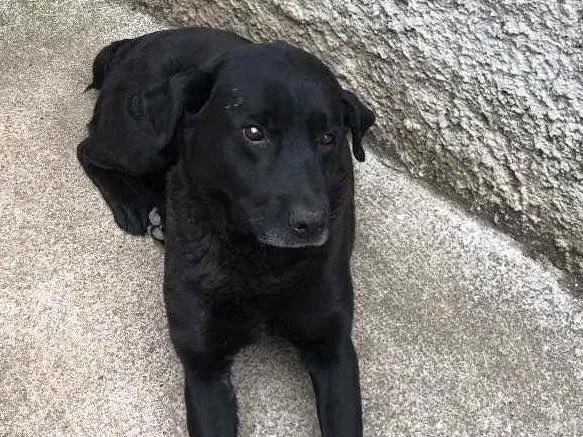 Cachorro raça Labrador idade 6 ou mais anos nome Negão