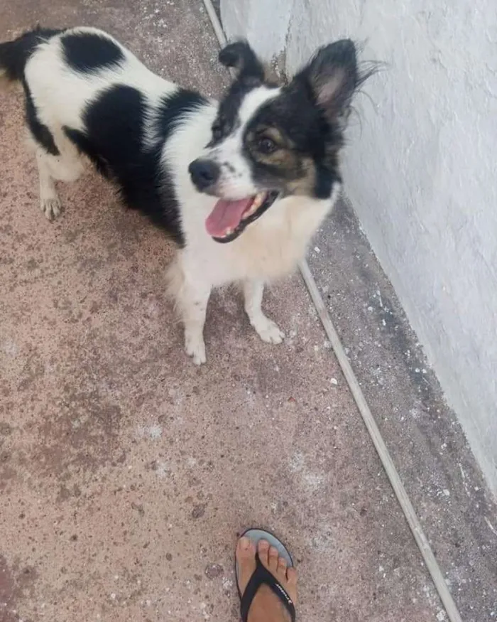 Cachorro raça Nao sri idade 1 ano nome Rock