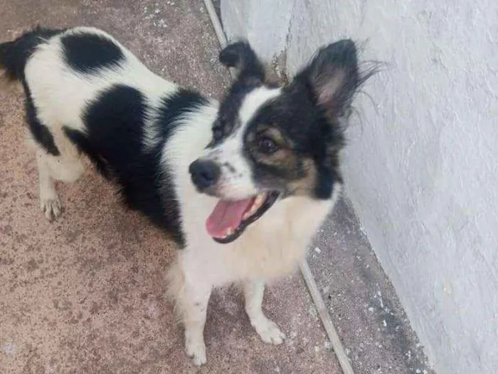 Cachorro raça Nao sri idade 1 ano nome Rock