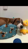 Chico