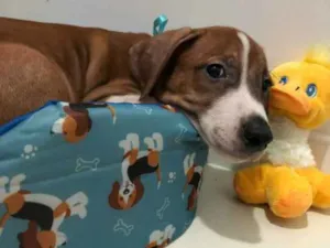 Cachorro raça Srd idade Abaixo de 2 meses nome Chico