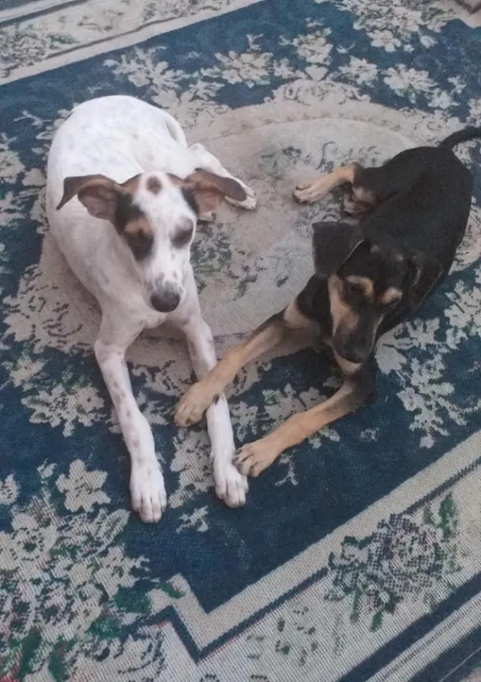 Cachorro ra a Sem raca idade 1 ano nome Snoop e Neguinha