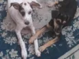 Snoop e Neguinha